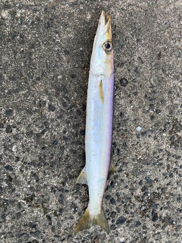 カマスの釣果