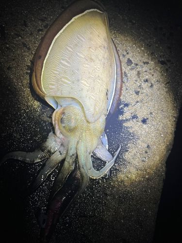 モンゴウイカの釣果