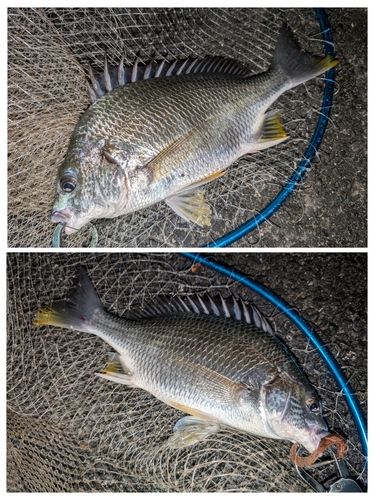 キビレの釣果