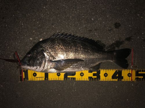 チヌの釣果