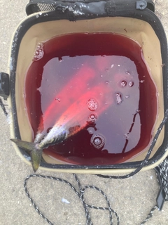 サバの釣果