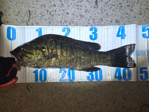 スモールマウスバスの釣果