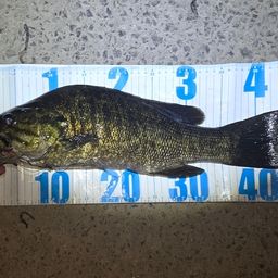 スモールマウスバス