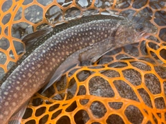 イワナの釣果