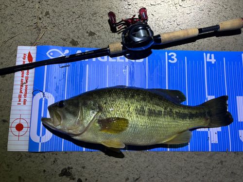 ブラックバスの釣果