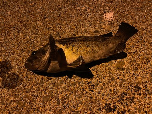 クロソイの釣果