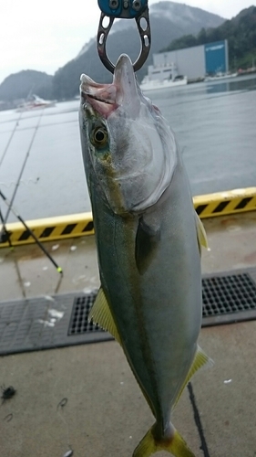 イナダの釣果