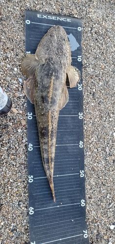 マゴチの釣果
