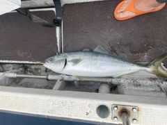 ワラサの釣果