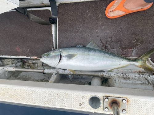 ワラサの釣果