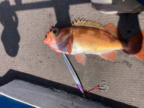 オキメバルの釣果