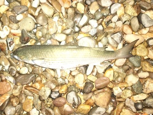 ボラの釣果