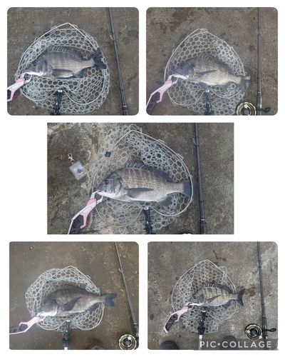 チヌの釣果