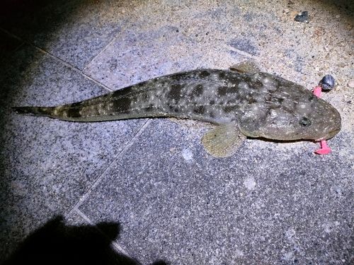 マゴチの釣果