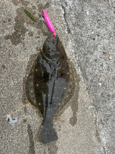 ソゲの釣果