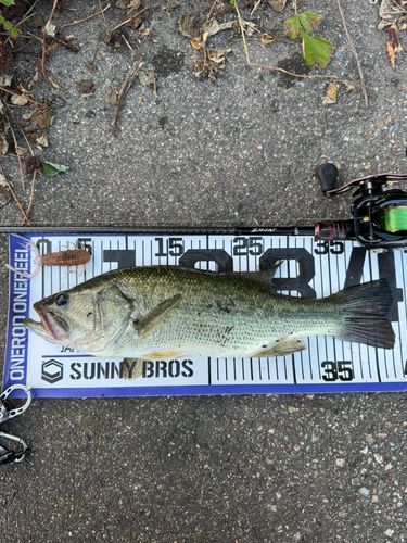 ブラックバスの釣果