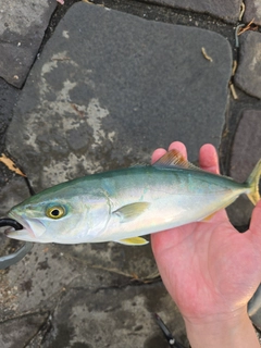 ワカシの釣果