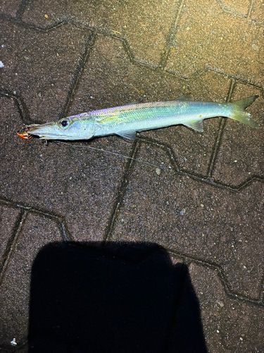 カマスの釣果