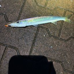 カマス