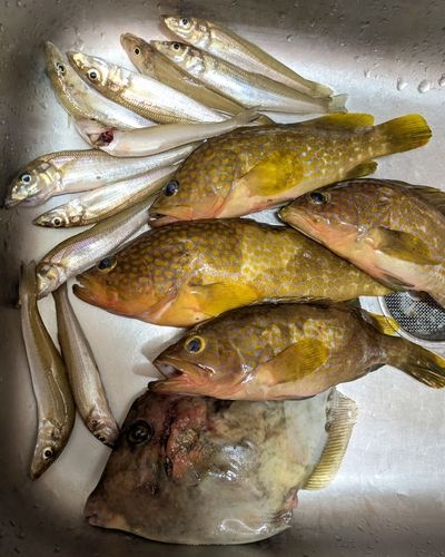 アコウの釣果