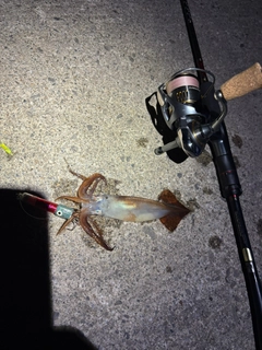 イカの釣果
