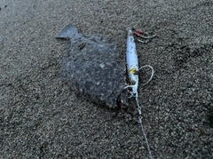 ソゲの釣果
