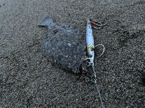 ソゲの釣果