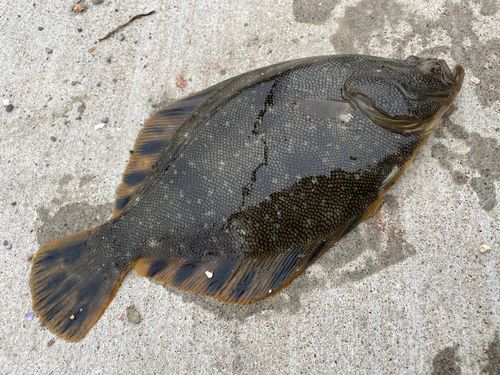 マツカワの釣果