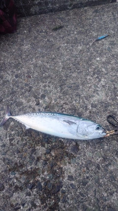 ソウダガツオの釣果