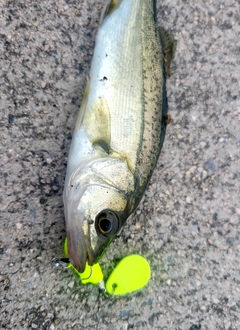 セイゴ（マルスズキ）の釣果