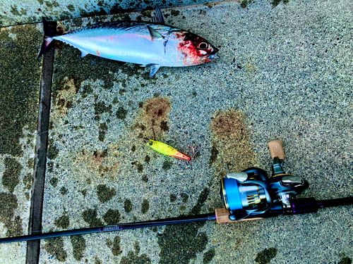 ソウダガツオの釣果