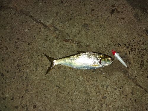 コノシロの釣果