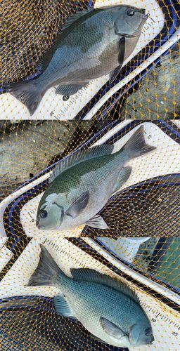 クチブトグレの釣果
