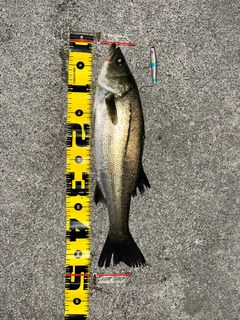 フッコ(マルスズキ)の釣果