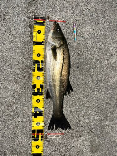 フッコ（マルスズキ）の釣果