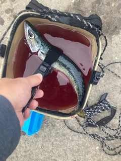 サバの釣果