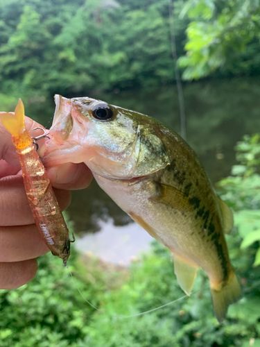 ラージマウスバスの釣果