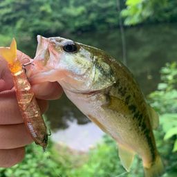 ラージマウスバス