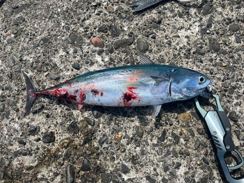 ソウダガツオの釣果