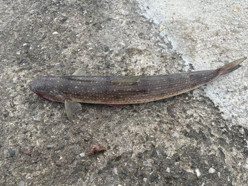 エソの釣果