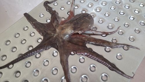 マダコの釣果