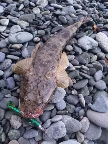 マゴチの釣果