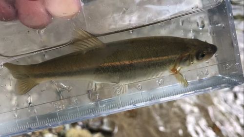 アブラハヤの釣果