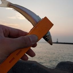 シロギス