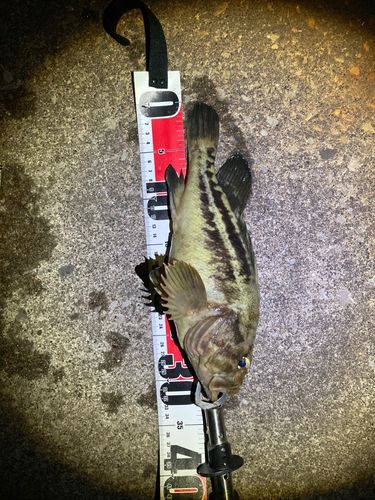 シマゾイの釣果