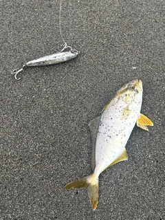 ショゴの釣果