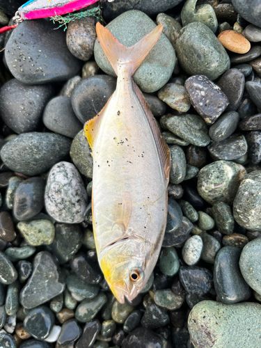 ショゴの釣果