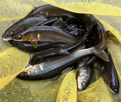 アユの釣果