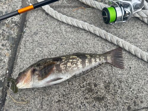 アブラコの釣果