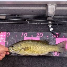 スモールマウスバス